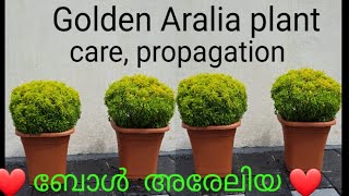 Aralia plant care, propagation. Aralia cutting | ball shape.