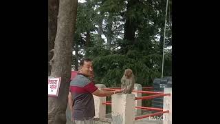 With Monkey from Jakhu Temple | by Roshanjeet ki Duniya 🙏