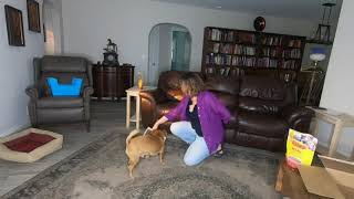 Rufus plays with boxes and stools