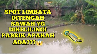 SPOT CHANA LIMBATA || cek lokasi spot limbata diarea sawah yg dikelilingi industri apakah masih ada?