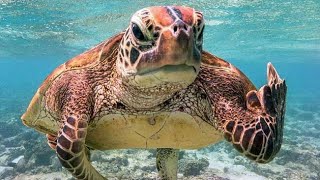 Turtles Breathe Through Their Butts?! The Incredible Science Explained