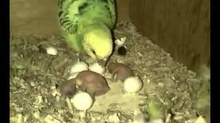 New Hatchlings for a mothers love vlog 60