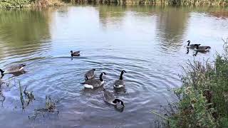 Geese at Smorrall Lane pool’s Bedworth. Warwickshire.  October 24