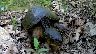 🦊 Monster Snapping Turtle is leaving our pond to mate. A day in our backyard #trailcam #snapping