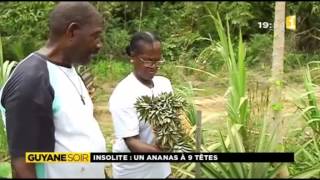 guyane_extrait_journal_ananas_9_tetes