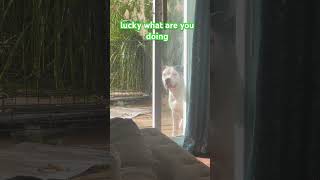 It’s his favorite game 😂 #cute #dogslife #puppytraining101 #windowcleaners #carmelindiana