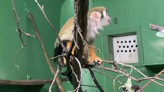 #48 Common Squirrel Monkey - November 21, 2022