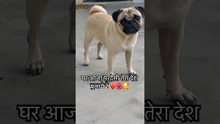 Cute puppy #music #bollywood #hindisong #shortsfeed #puggy #pug #puppy #pets #shorts #cartoon