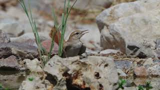 Rufous Bush Robin / חמריה חלודת זנב / Cercotrichas galactotes