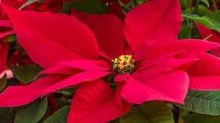 11-Poinsettia plant care/Propagation/how to grow poinsettia plants from cuttings