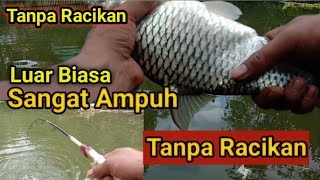 Umpan mancing ikan tawes || Alami Tanpa Racikan#JaplukFishing