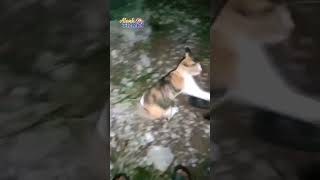 Gerombolan Kucing Penunggu Proyek #shots #cat #catmeow #kucing #cats #catvideos