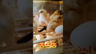 New chicks hatching 😍 #chickshatching #eggshatching #incubator #hatchingvideo #chicks