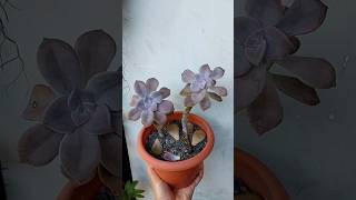 Repotting & Growing Ornamental Plants in Cactus Soil - Graptopetalum "Purple Delight"