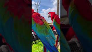 ПОПУГАИ АРА🦜Macaw Parrots🦜