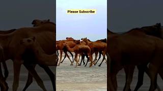 Camels walking #shorts #camel_racing #camelsound #youtubeshorts