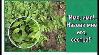 Подарок был без имени... Что это за растение у меня в саду? Неопознанные  декоративные кустарники.