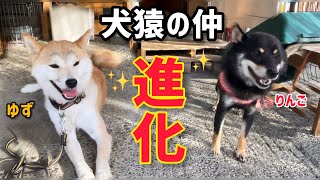 あきらめかけていた犬猿の仲の柴犬同士が進歩しました！