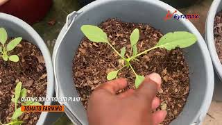 Why I Had to Cut My Tomato Plant