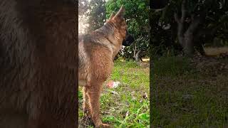 German shepherd dog on guarding mode #viral #trending #music #youtubeshorts #viralvideo #shorts