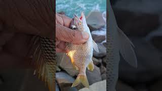 BIQUARA PEGA NO ESPIGÃO #pescador #fortalezaceara #short