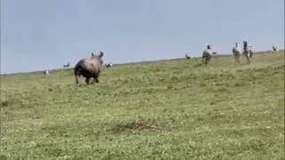 Aggressive Black Rhino