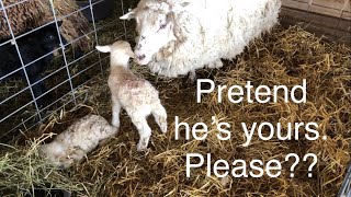 Lambing diaries: Can I trick this ewe? Vlog 564