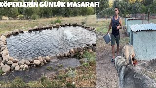 BALIK HAVUZUNU TEMİZLENDE GÜNLÜK KÖPEKLERİN BANA MASRAFI NE KADAR?