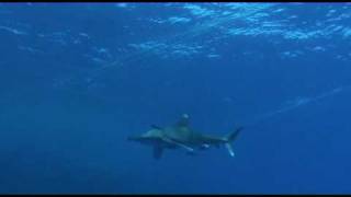 Requins sur Gotta Soraya Mer rouge Egypte