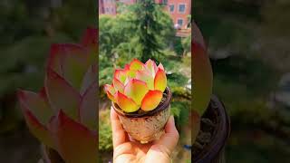 Satisfying Succulent Diy #29