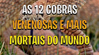 AS 12 COBRAS VENENOSAS E MAIS MORTAIS DO MUNDO