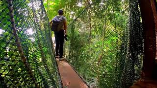 Cinematic Travel Vlog: Discover Poring Canopy Walkway, Ranau, Sabah, Malaysia with Insta360 Go2