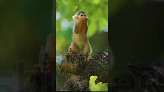 Monkey 🐒#shorts #youtubeshorts #funny #monkey #short