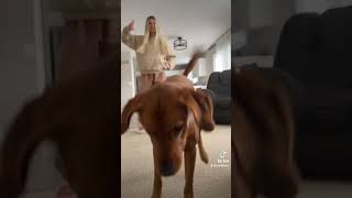 Dancing Dogy