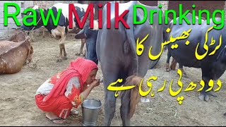 Buffalo Raw Milk Drinking and Milking by Village Girl || Village Girls Life || Village Routine