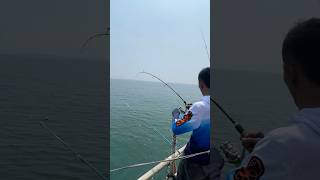 Joran menjerit menarik ikan babon #fishing #fish #bassfishing #amazing #shortvideo #vidioshort