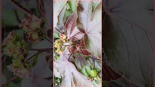 Jatropha gossypiifolia #shorts  #youtubeshorts #shortvideo #viral