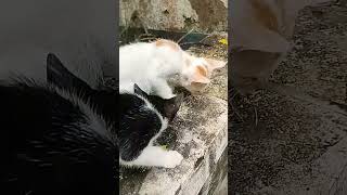 Miaw #billi #cats #petlover #4k #trendingvideo #viralvideo #kitten #beral #youtubeshorts