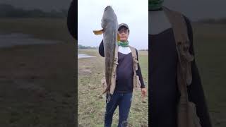 Big snakehead hunting #fishing #shortsvideo #indianfishingafsar #fish