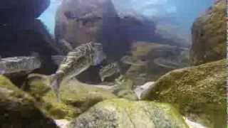 GoPro Hero3 Underwater Video From Boynton Beach, Florida