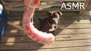 Pitbull vs Turkey Neck (ASMR)