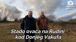 Stado ovaca na Rudini kod Donjeg Vakufa