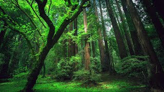 RELAXING NATURE SOUNDS - Black Screen, Birdsong, Forest Sounds, Bird Sounds Relaxation, Relax Sleep