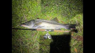 2022 Sarasota Fall Fishing Is Here - Snook on Finger Mullet in the Flats