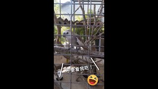 【Malaysia马来西亚】Feeding Cute Parrots 喂食可爱鹦鹉 | 不要看我吃! | Don't look at me!