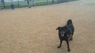 Lolly and the frisbee in the wind~from the archives Dec. 30, 2020