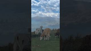 Cows on the Appalachian trail #youtubeshorts #nature #adventure  #wildlife #mountains #camping #cow