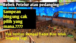 Perbedaan berternak bebek pedaging dan bebek petelur.