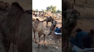 New camels markeet vlog #camel #goat #youtubeshorts #youtubevideos #animals #ytshorts #shorts