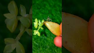 Succulent on single leaf#air roots of succlent# succulent#leaf#shorts